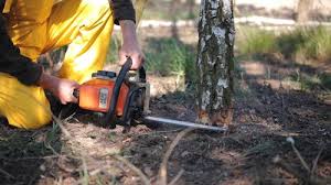 Best Tree Mulching Services  in Highland Acres, DE