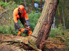 Best Commercial Tree Services  in Highland Acres, DE