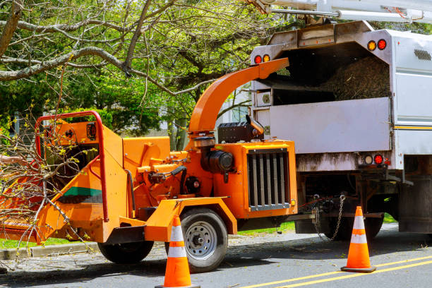 Best Storm Damage Tree Cleanup  in Highland Acres, DE