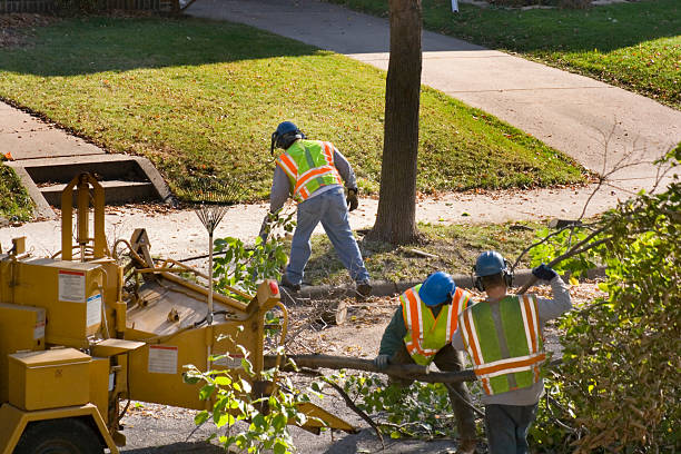 Best Fruit Tree Pruning  in Highland Acres, DE