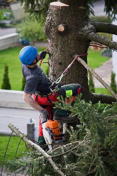 Highland Acres, DE  Tree Services Company